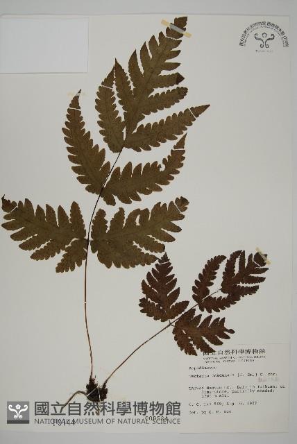 陰地三叉蕨藏品圖，第1張