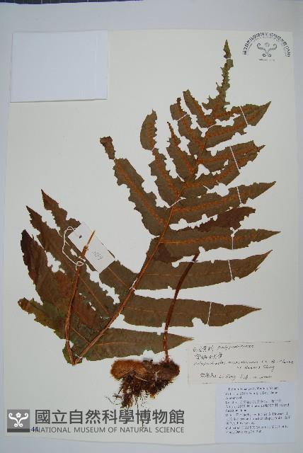 薄葉水龍骨藏品圖，第1張