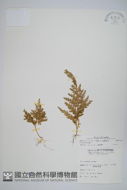 異葉卷柏藏品圖，第1張