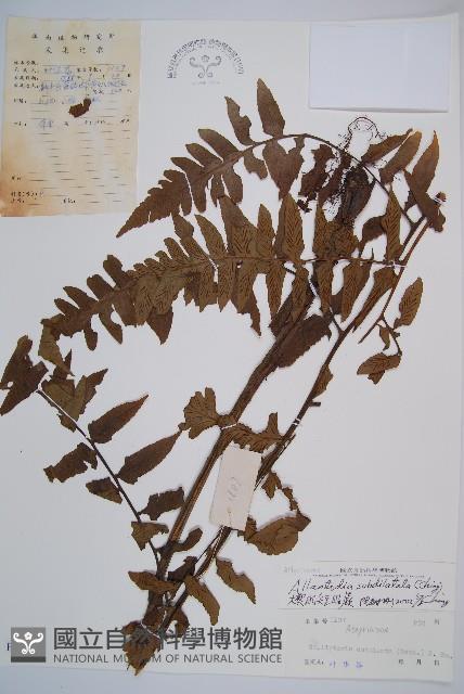 楔羽短腸蕨藏品圖，第1張