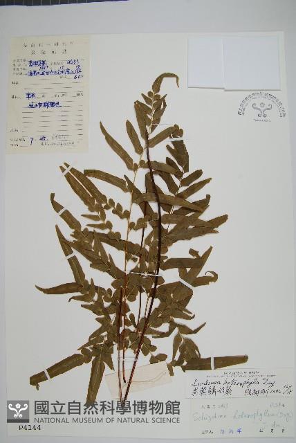 異葉鱗始蕨藏品圖，第1張