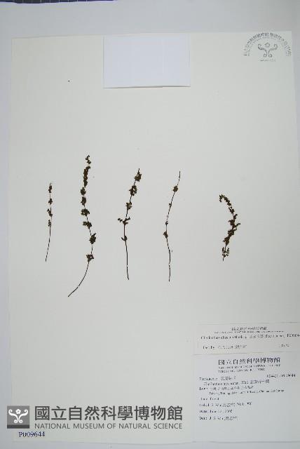 細葉碎米蕨藏品圖，第1張