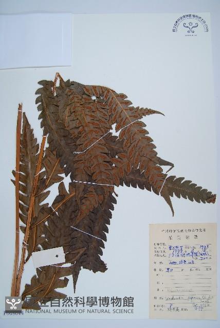 日本狗脊蕨藏品圖，第1張