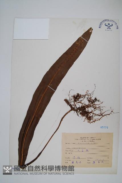 大星蕨藏品圖，第1張