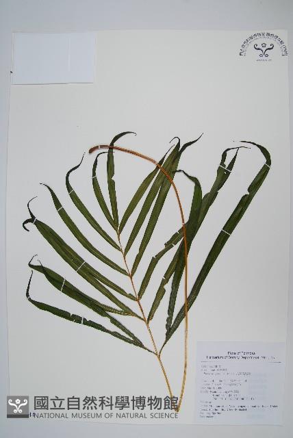 長葉鳳尾蕨藏品圖，第1張