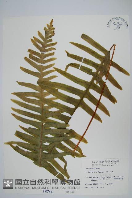 臺灣水龍骨藏品圖，第1張