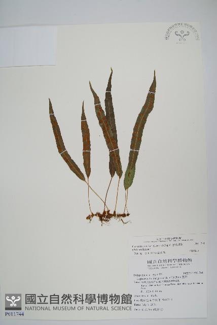 恩氏茀蕨藏品圖，第1張