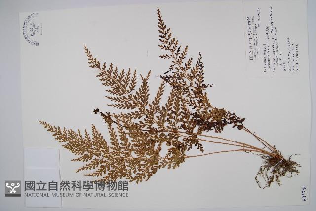 烏蕨藏品圖，第1張