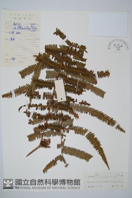 中華裏白藏品圖，第1張