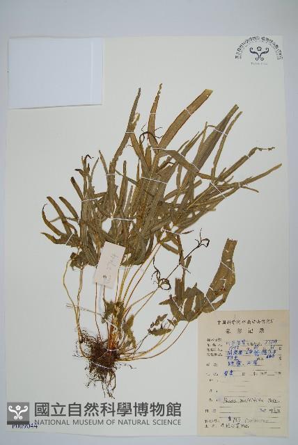 鳳尾蕨藏品圖，第1張