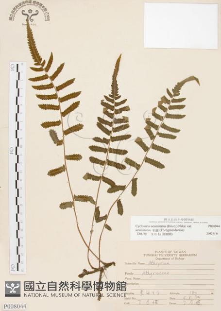 毛蕨藏品圖，第1張