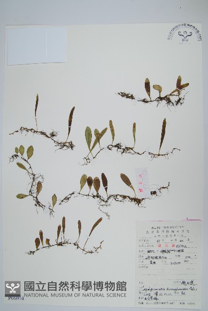 抱石蓮藏品圖，第1張