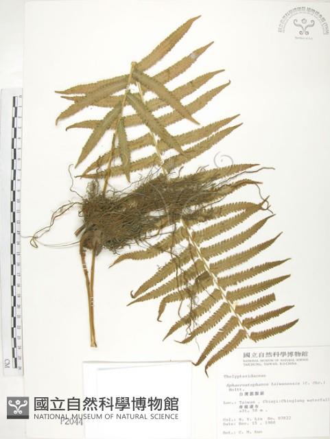 台灣毛蕨、台灣圓腺蕨藏品圖，第1張