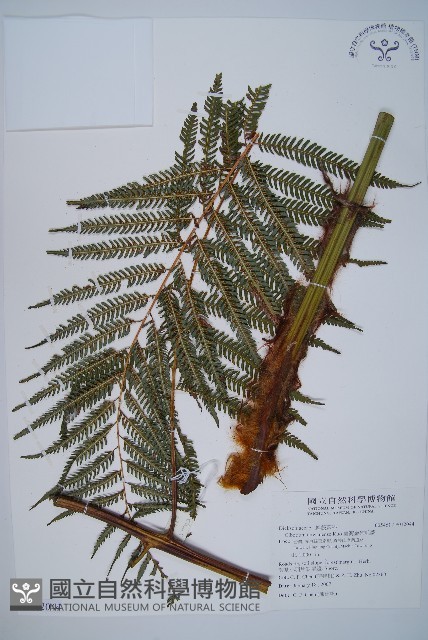 臺灣金狗毛蕨藏品圖，第1張