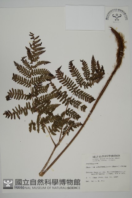 肋毛蕨藏品圖，第1張