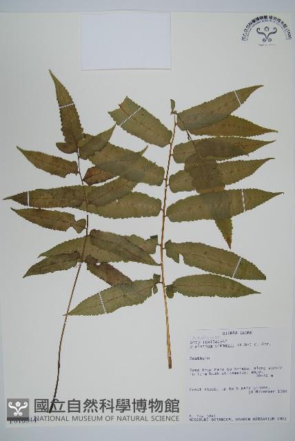 登錄號:P010044藏品圖，第1張