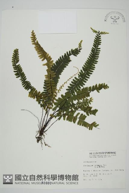 生芽鐵角蕨藏品圖，第1張