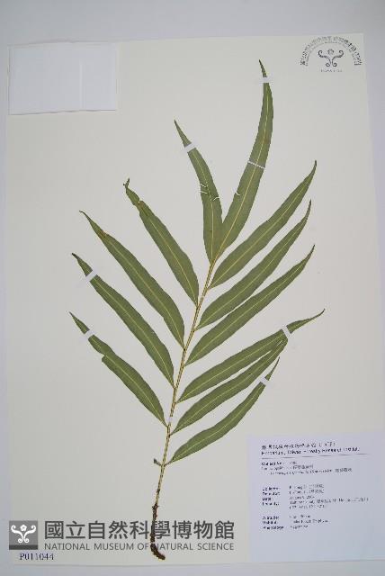 羅蔓藤蕨藏品圖，第1張