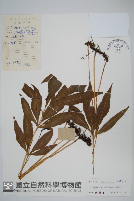 掌葉線蕨藏品圖，第1張