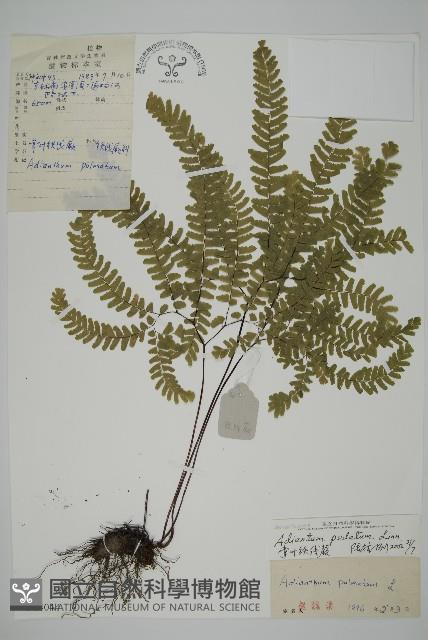 掌葉鐵線蕨藏品圖，第1張