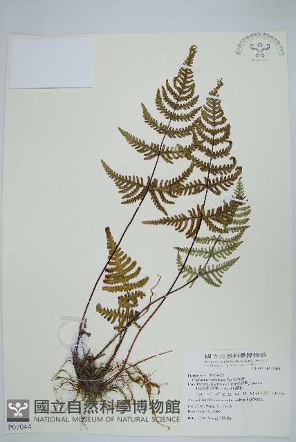 粉背蕨藏品圖，第1張