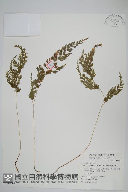 日本金粉蕨藏品圖，第1張