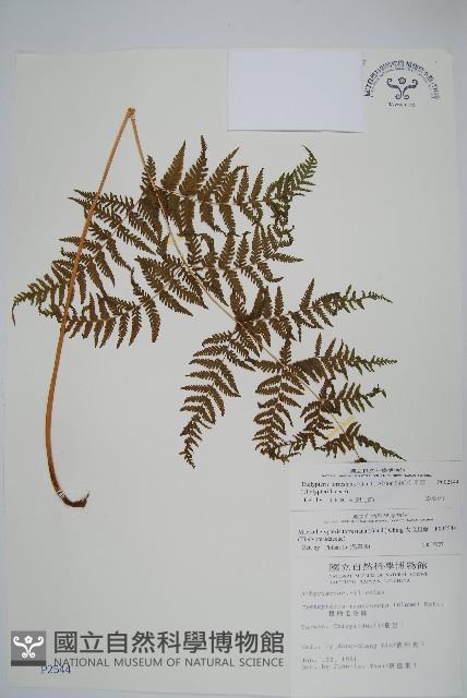 粗毛金星蕨藏品圖，第1張