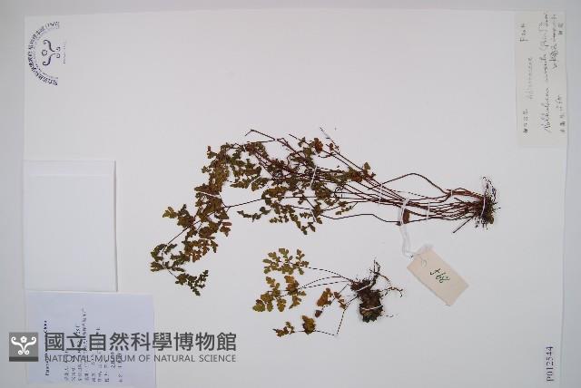 隱囊蕨藏品圖，第1張