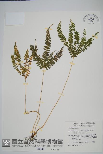 Accession Number:P000544 Collection Image, Figure 1, Total 2 Figures