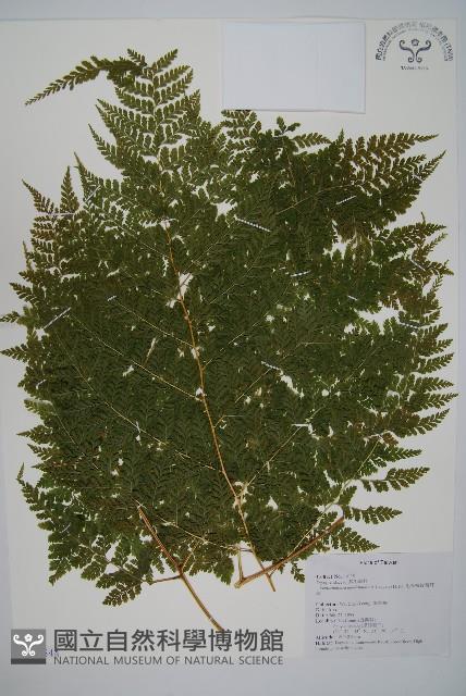 毛苞擬複葉耳蕨藏品圖，第1張