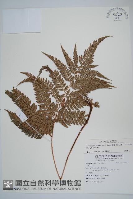 細葉複葉耳蕨藏品圖，第1張