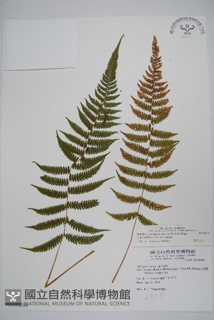 光葉凸軸蕨藏品圖，第1張