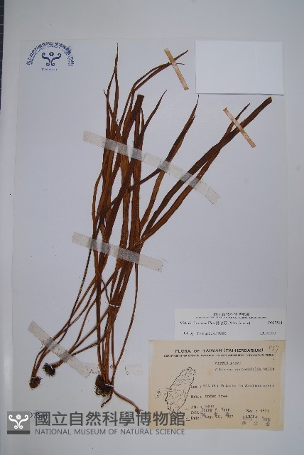書帶蕨藏品圖，第1張
