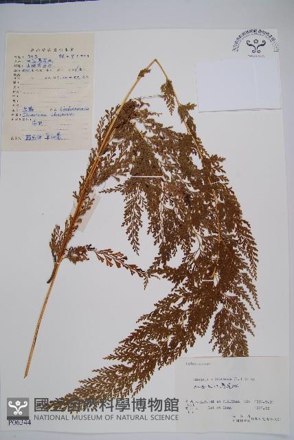 烏蕨藏品圖，第1張