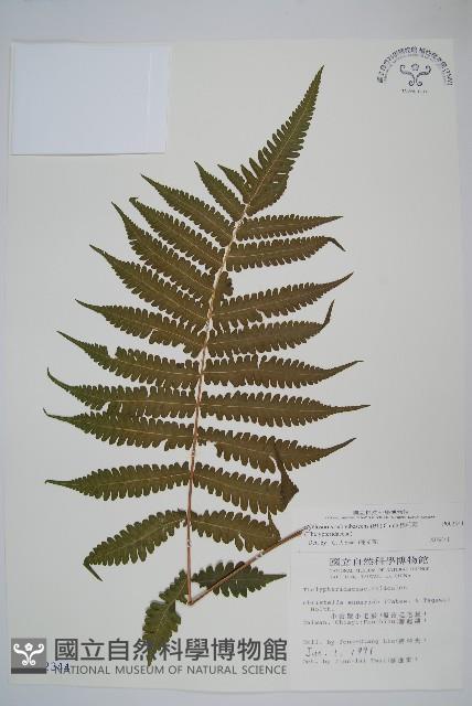 梳毛蕨藏品圖，第1張