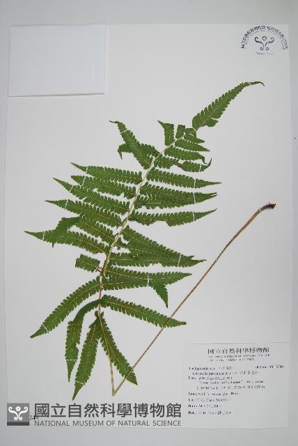 密毛小毛蕨藏品圖，第1張