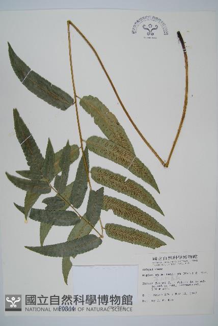 深山雙蓋蕨藏品圖，第1張