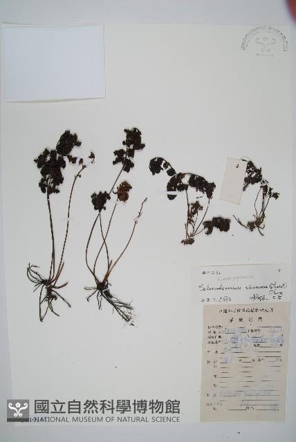 廣西長筒蕨藏品圖，第1張