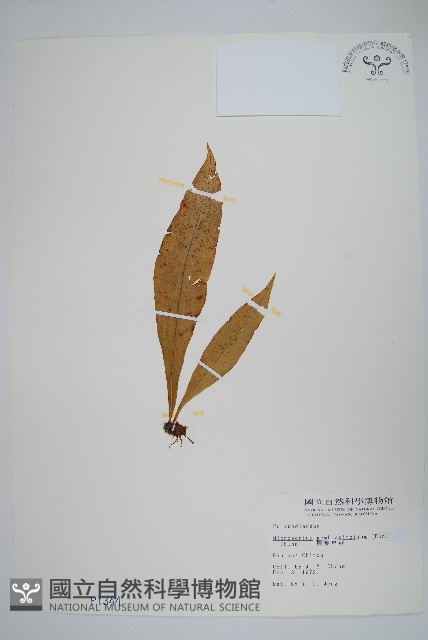 膜葉星蕨藏品圖，第1張