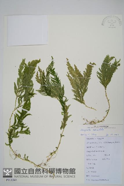 全緣卷柏藏品圖，第1張