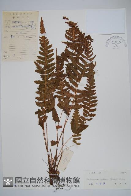 峨眉茯蕨藏品圖，第1張