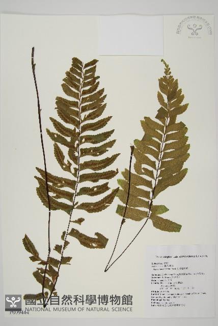 剪葉鐵角蕨藏品圖，第1張