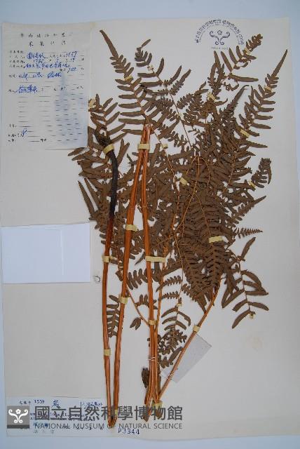 蕨藏品圖，第1張