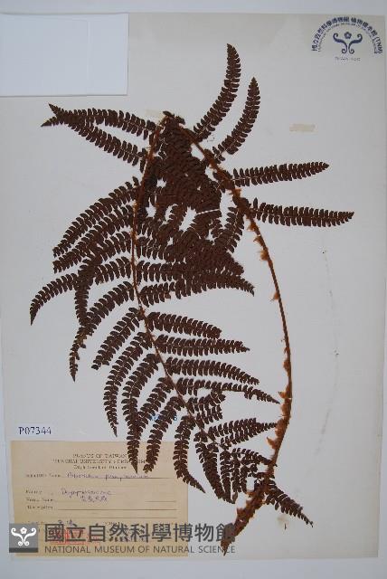 尖葉耳蕨藏品圖，第1張