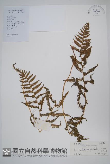 密腺副金星蕨藏品圖，第1張