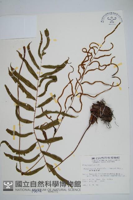 華中瘤足蕨藏品圖，第1張