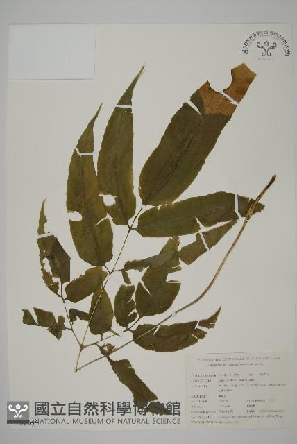 登錄號:P005644藏品圖，第1張