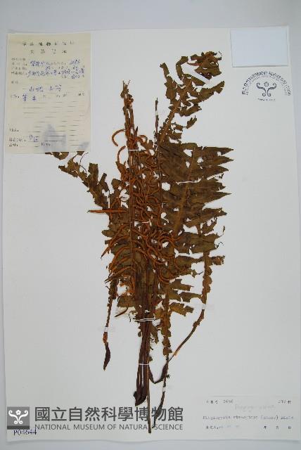 耳形瘤足蕨藏品圖，第1張