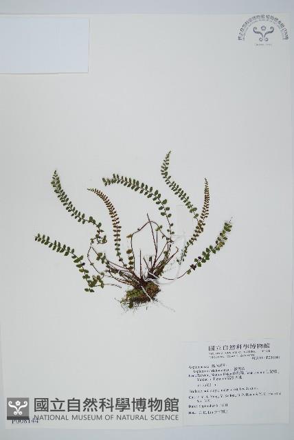 鐵角蕨藏品圖，第1張