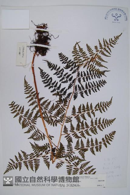 登錄號:P003644藏品圖，第1張